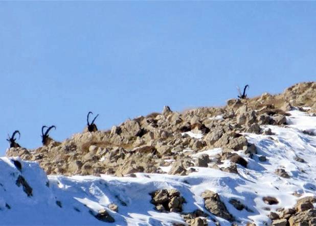 آغاز سرشماری زمستانه حیات وحش استان تهران