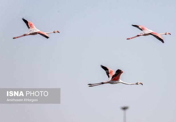 مهاجرت بی‌خطر نیست حتی برای پرندگان!
