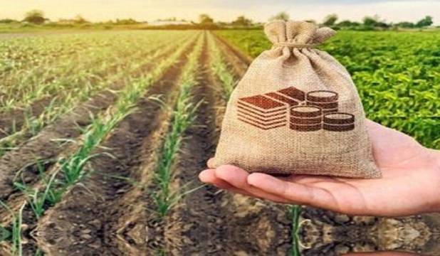 بیش از ۶۵ هکتار از گندم دیم خراسان شمالی تحت پوشش بیمه قرار گرفت