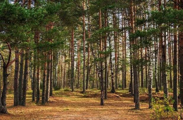 احیای بیش از ۱.۳ میلیون هکتار جنگل در روسیه