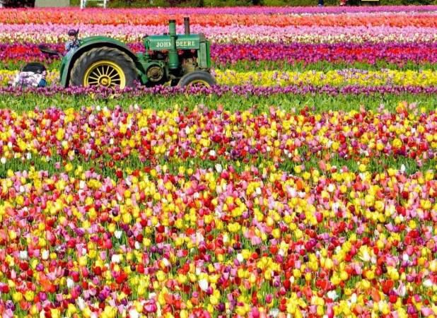 بررسی مدیریت اقتصادی سیستم های باغبانی گلخانه‌ای