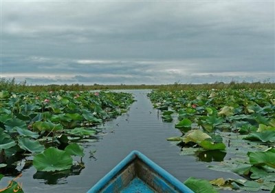 بودجه ۲۵۵۸ میلیاردی برای احیای تالاب انزلی تصویب شد 