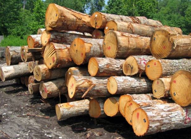 طرح زراعت چوب اصفهان،فرصتی  برای احیای جنگل ها