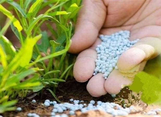 مصرف کودهای کشاورزی به طور میانگین ۸۰ درصد افزایش یافت