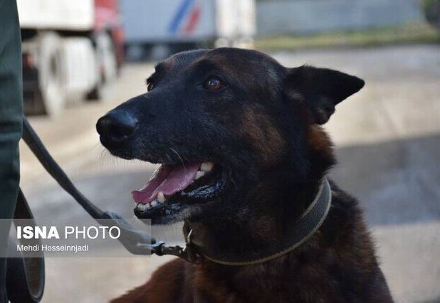 نقش سگ‌های موادیاب در مبارزه با مواد مخدر