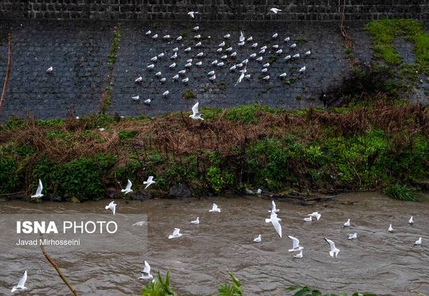 نماینده ولی فقیه در گیلان: احیاء رودخانه های رشت نقش بسزایی در بهبود سلامت عمومی دارد