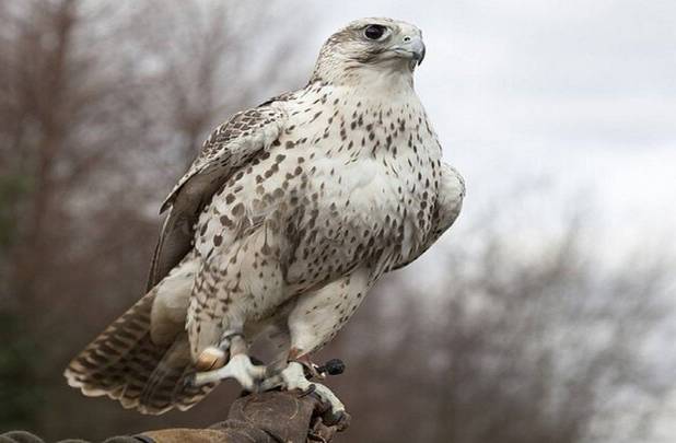 رهاسازی ۲ فرد بالابان در چهارمحال و بختیاری