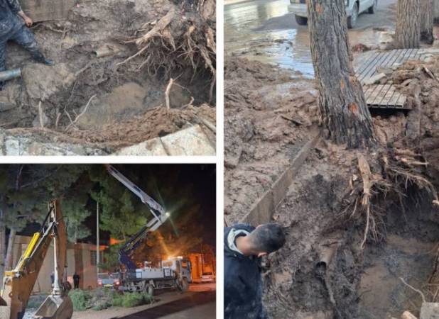 ریشه درخت کاج موجب قطع آب در بخش هایی از تربت جام شد