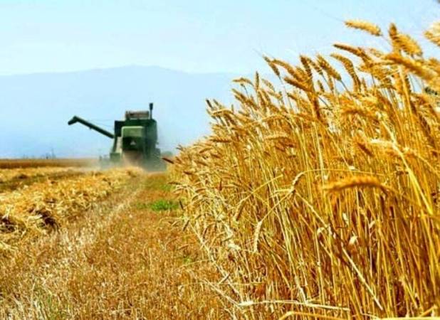 پرداخت ۱۶۰ میلیارد تومان خسارت به زارعین گندم 