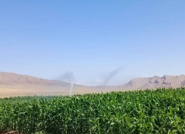 برداشت بیش از ۲۸۰۰ تن ذرت علوفه‌ای در شهرستان جلفا