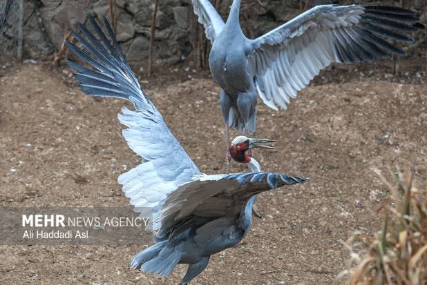 رهایی پرندگان از دام‌های نامرئی در ارتفاعات البرز قزوین