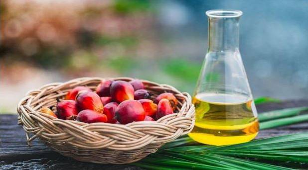 روغن پالم چیست و چه فواید و مضراتی دارد؟