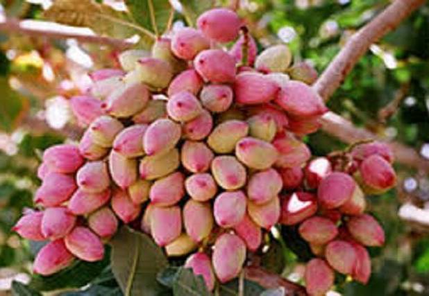 خراسان شمالی قطب رو به رشد تولید پسته در کشور