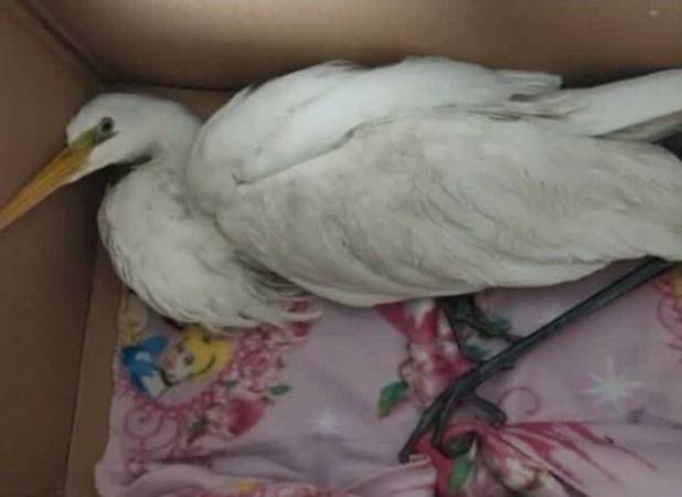 واکنش محیط‌ زیست استان تهران به ادعای انتقال لک‌ لک‌ ها به شهرری