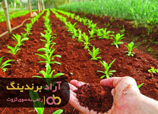 چتر ثروت را کود به من داد