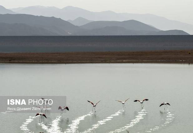 سد بار؛ قلب تپنده اکوسیستم زمستان گذرانی پرندگان مهاجر