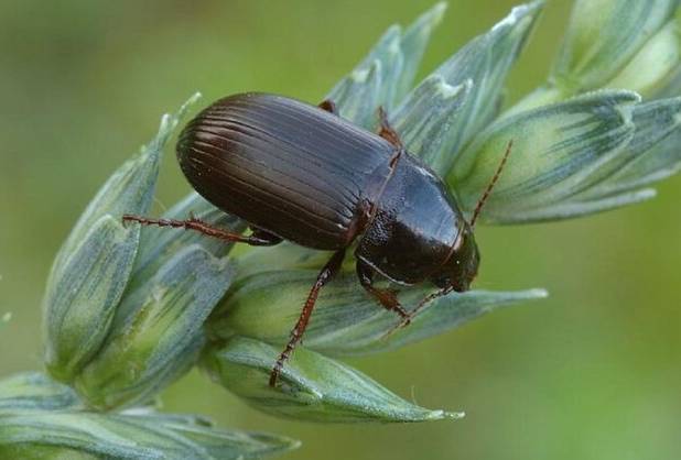 ضرورت پیشگیری از بیماری‌های زراعی «بوته‌زردی فوزاریومی نخود» و «سوسک سیاه گندم» در ایلام