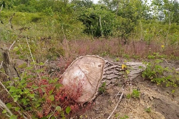 عامل قطع درختان جنگلی در سلسله دستگیر شد