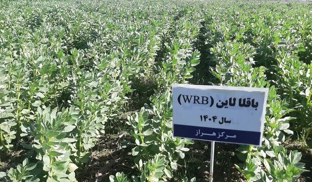 توسعه کشت علوفه در شالیزارهای مازندران با هدف تقویت امنیت غذایی دام