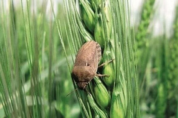 پایش مستمر مزارع مناطق گرمسیر کرمانشاه برای مقابله با آفت سن