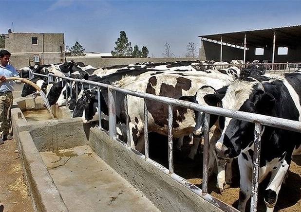 گذر دامداری در مازندران از رنج ها؛ اجرای فاز دامپروری پیشرو