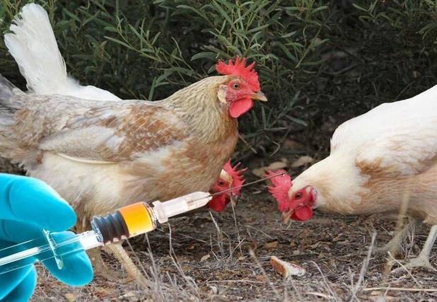 تزریق واکسن نیوکاسل به ۱۱۷ هزار قطعه طیور بومی در البرز