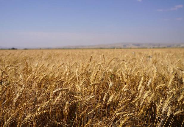 اختصاص بیش از ۸۰۰۰ هکتار از اراضی دلگان به کشت محصول راهبردی گندم