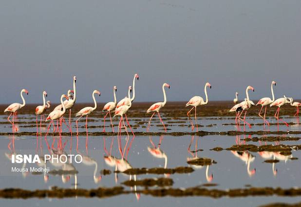 سرشماری ۷۵۰۰ فلامینگو در زیستگاه‌های آبی خوزستان
