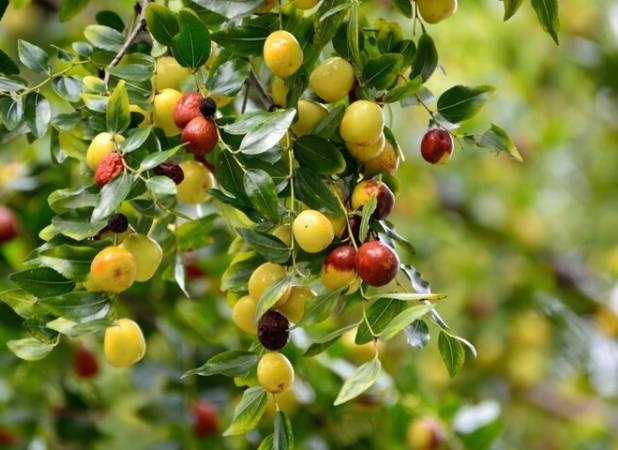 برداشت کنار از ۴۵۰ هکتار از باغ‌های استان بوشهر آغاز شد