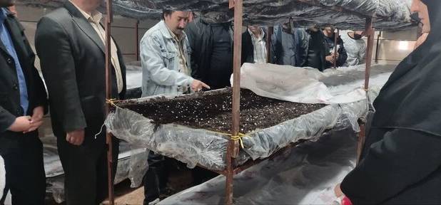 قارچ خوراکی باکیفیت و بازارپسند چگونه تولید می‌شود؟