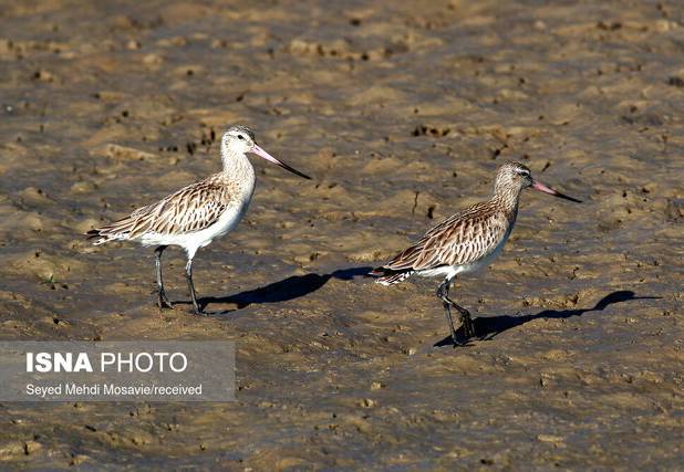 شناسایی ۳۱۵ گونه پرنده در آذربایجان غربی