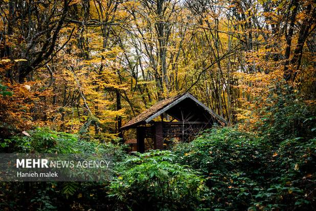 مدیریت پایدار هیرکانی با مشارکت مردم محقق می‌شود