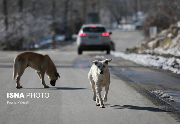 حیوان حمله‌کننده به دانشجوی دانشگاه زنجان سگ ولگرد بود