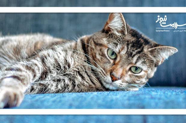 گربه‌ها سرنخ‌های ژنتیکی تازه‌ای برای درمان سرطان ارائه می‌دهند