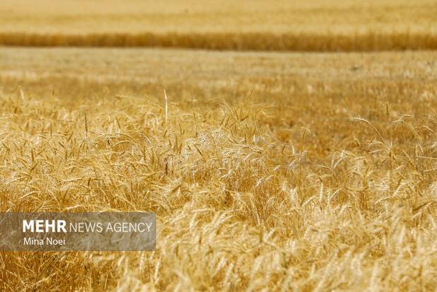 بازنگری در بیمه گندمزارها؛ سهم کشاورز از حق بیمه حذف شد