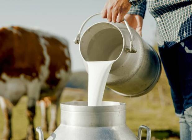 تولید ۱۵۷ تن شیرخام و در قائم‌شهر