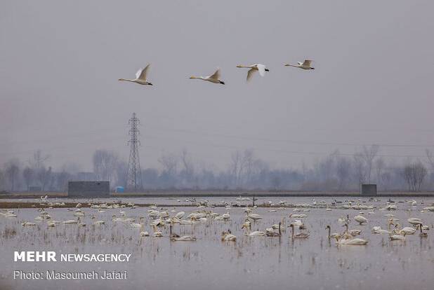 نجات و رهاسازی قوی گنگ گرفتار در تله صیادان غیرمجاز در تالاب بوجاق