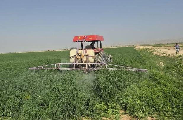مانور مبارزه با علف‌های هرز در مزارع گندم گناوه برگزار شد