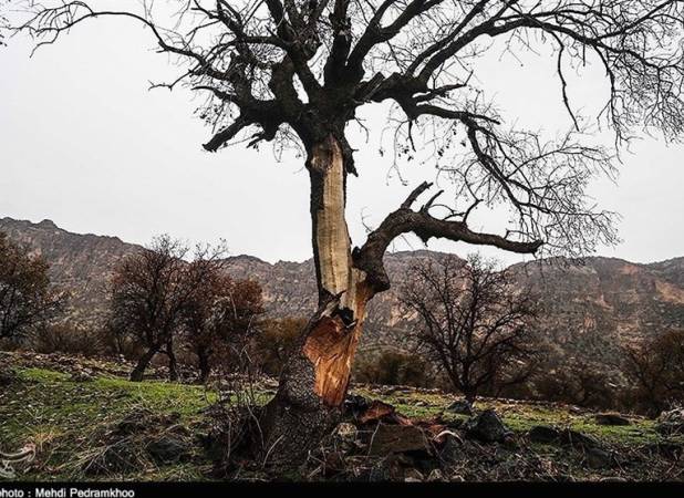 سوزاندن "جنگل زاگرس" برای توسعه باغات انجیر و انگور!