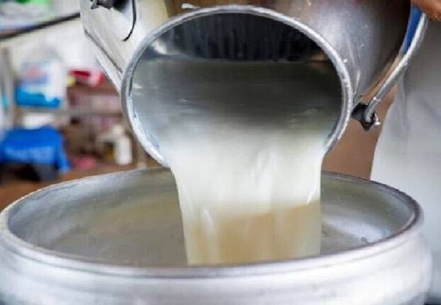 تولید روزانه ۳۰ تن شیر در شیروان