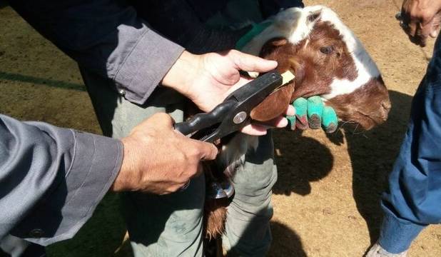 ۴۰۰ هزار رأس دام سبک در آذربایجان غربی هویت‌گذاری شد