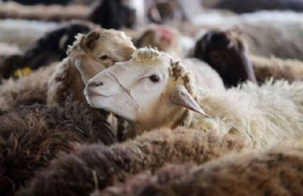 توقیف ۱۵ تریلی حامل دام غیرمجاز در سرخس 