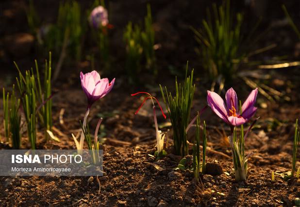 کاهش ۱۰۰ درصدی صادرات زعفران ایران نسبت به سال گذشته