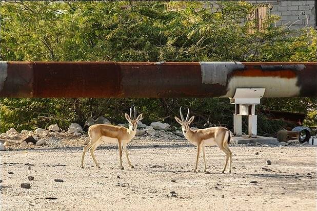 اولین سرشماری آهوان در جزیره خارگو انجام شد