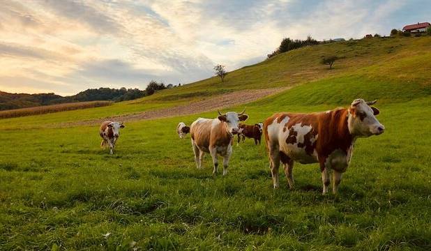 خطر در کمین چراگاه‌های جهان