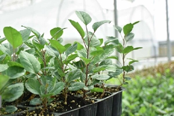 تولید سالانه ۷۰۰ هزار نهال در قزوین و الگوی موفق زراعت چوب