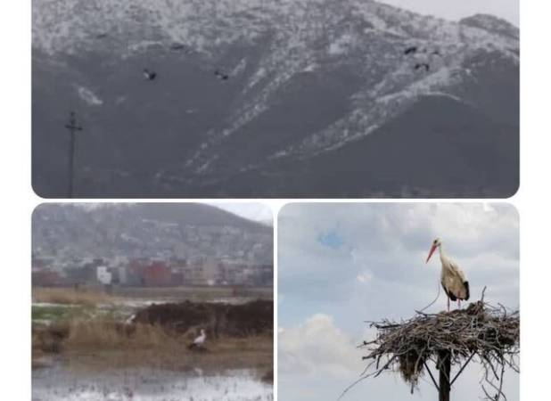 پرواز لک‌لک‌ها بر فراز زریبار/ بازگشت سفیدبالانِ بهار