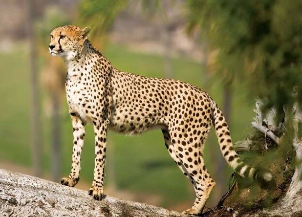 یوز؛ آخرین پرچم حیات وحش بر فراز دشت‌های توران