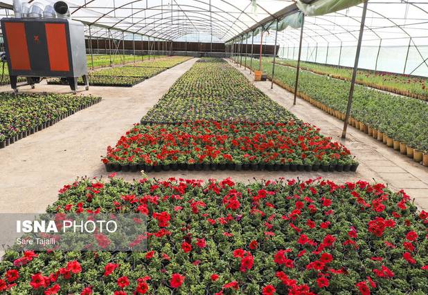 افتتاح بزرگ‌ترین گلخانه سلولزی جنوب‌شرق در کرمان/گام بلند شهرداری برای خودکفایی