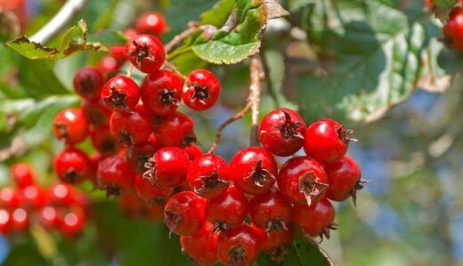این میوه پاییزی عفونت‌های ریه را درمان می‌کند